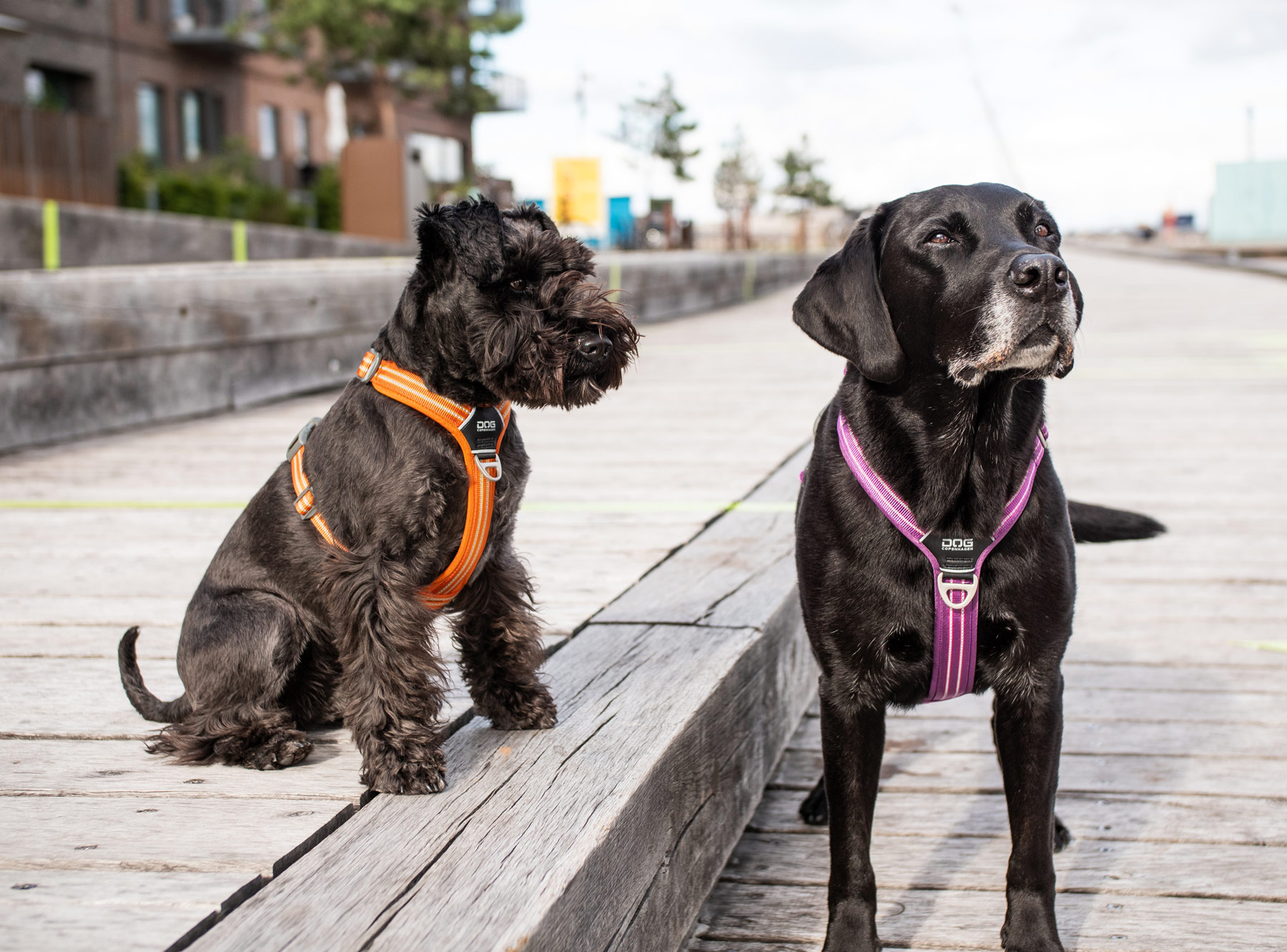 Pets, dogs and cats, supplying vet beds and vet bedding of the highest