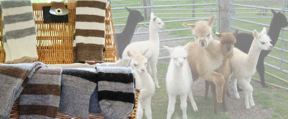 Alpaca Socks