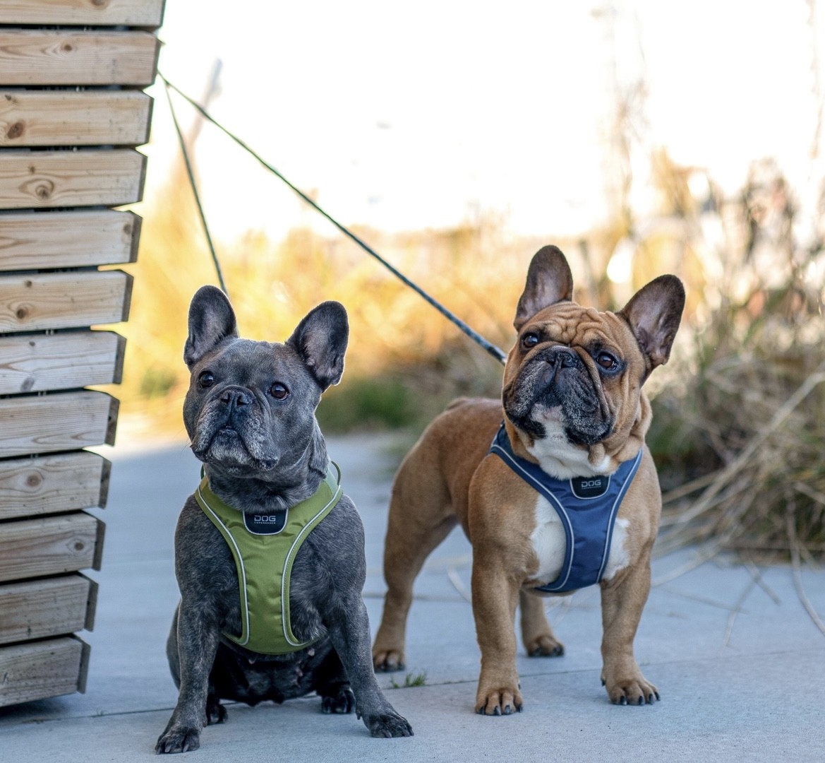 Huge savings on Dog Walking accessories by Dog Copenhagen!