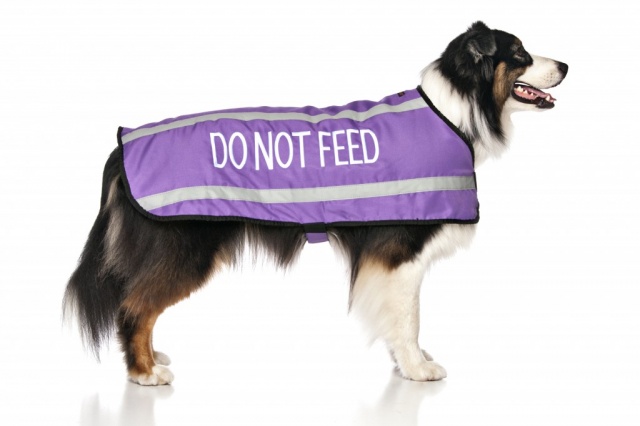 DO NOT FEED, Dog Coat. Dog awareness and Safety Coat, Purple colour coded.