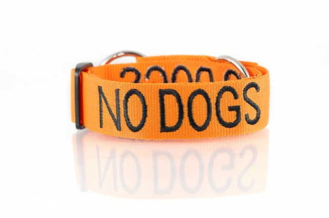 NO DOG, Dog collar Semi Choke and Buckle Collars Orange Colour Code
