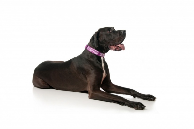 DO NOT FEED DOG, Dog collar Semi Choke and Buckle Collars Purple Colour Code