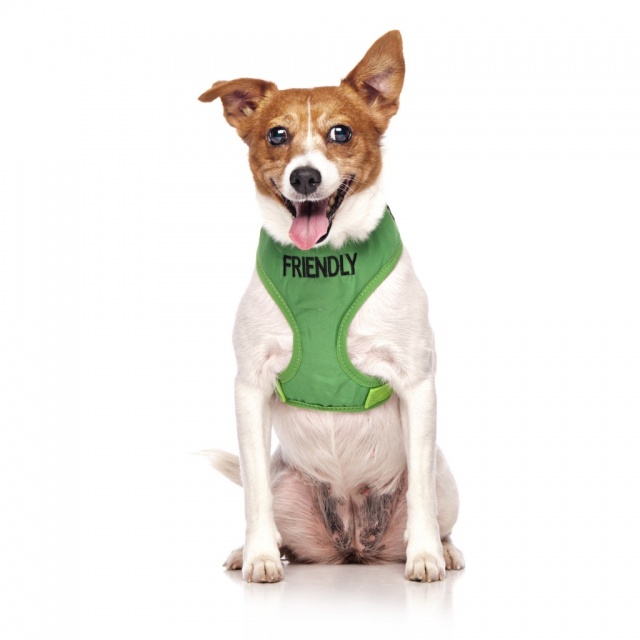 FRIENDLY DOG, Dog Vest Harness Green Colour Code