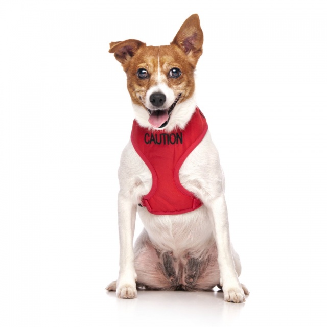 CAUTION  DOG, Dog Vest Harness Red Colour Code