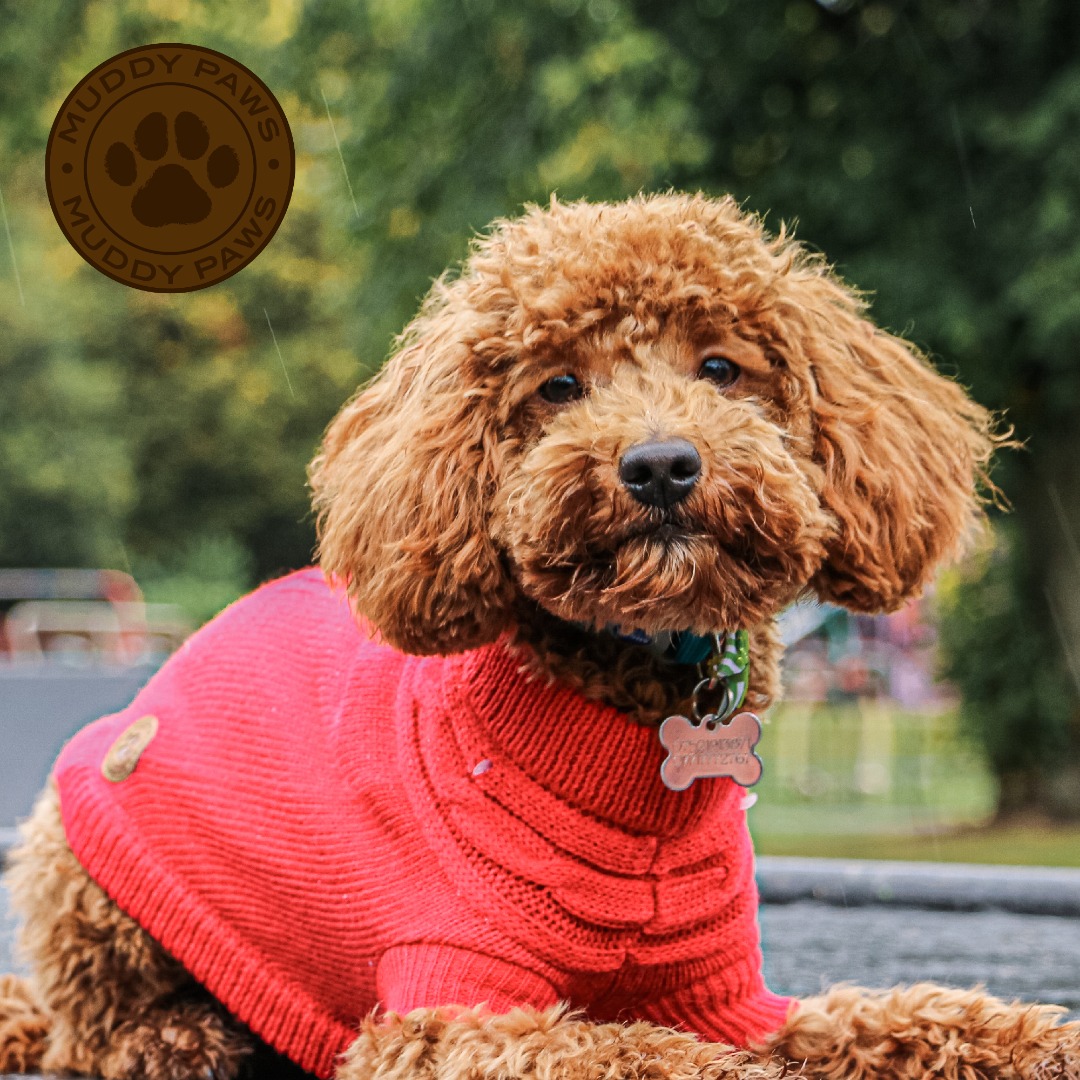 Red dog store sweater