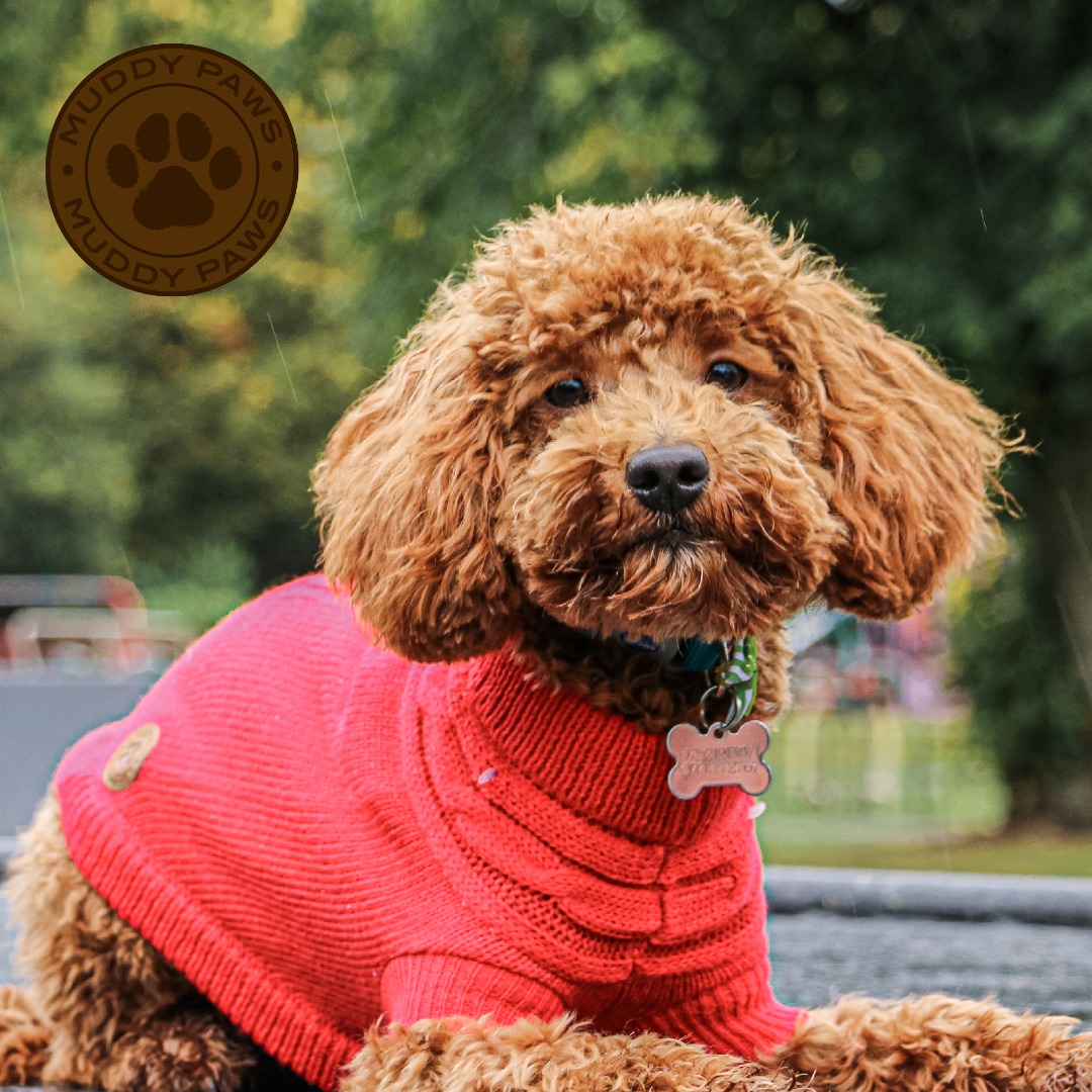 Red Cable Knit Dog Jumpers