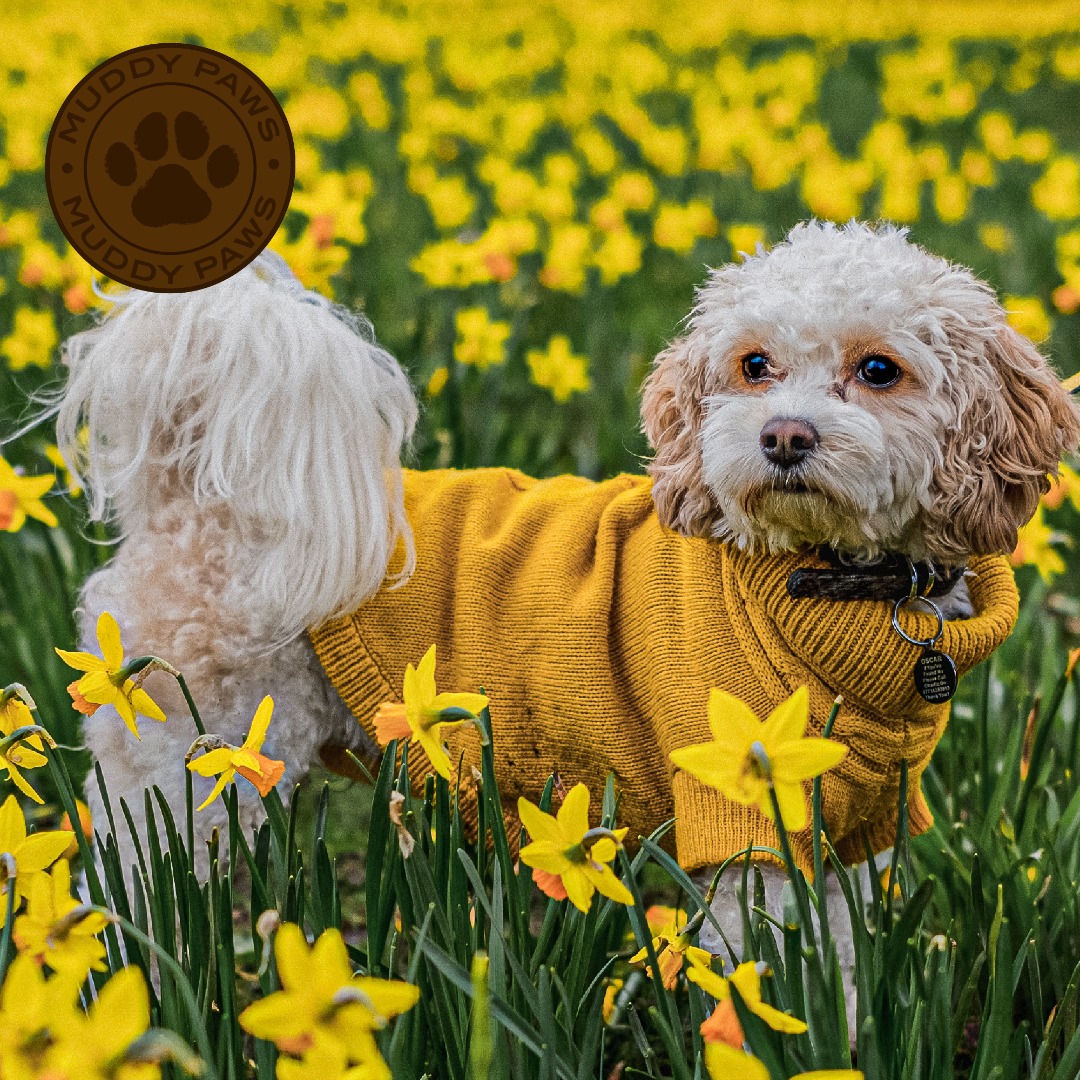 Mustard Yellow  Cable Knit Dog Jumpers