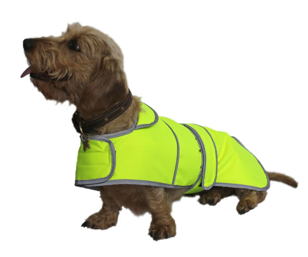 Hi-visibility Safety Dog Coat, designed specifically for the standard Dachshund