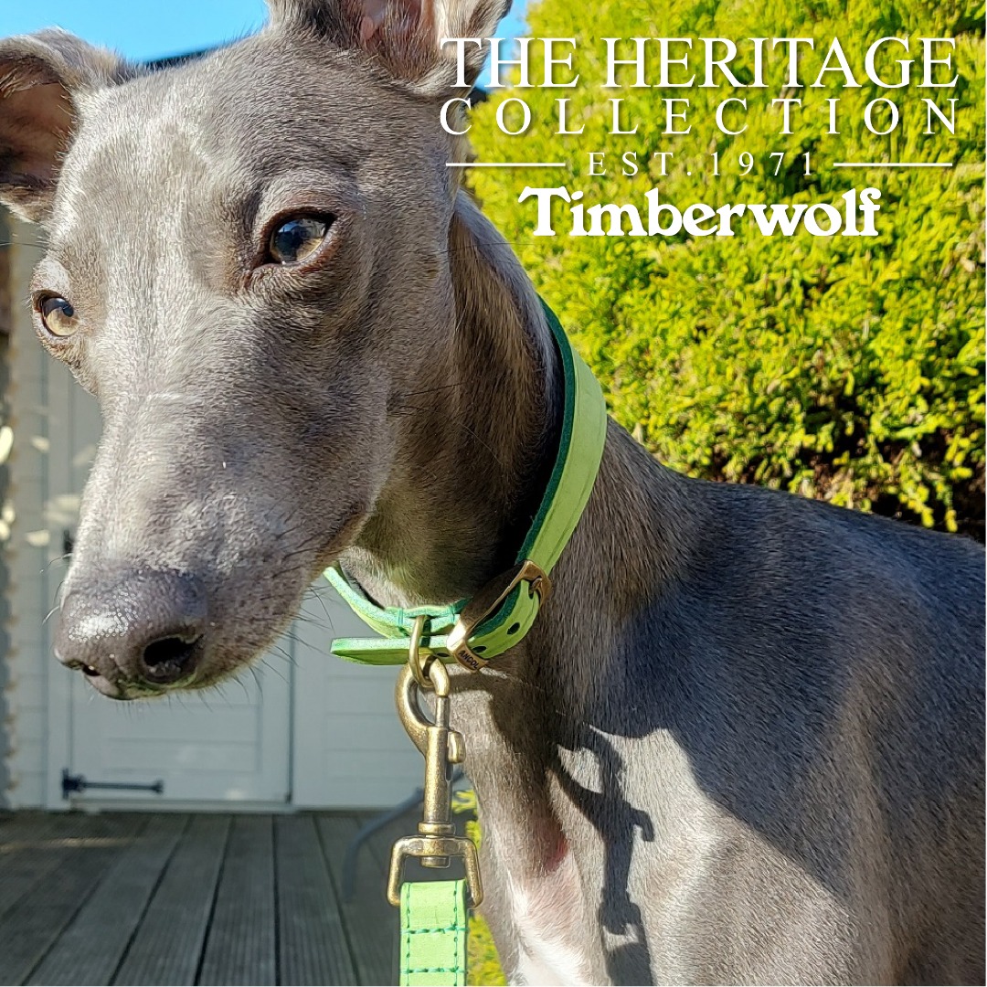 Ancol Timberwolf Greyhound Dog Collar