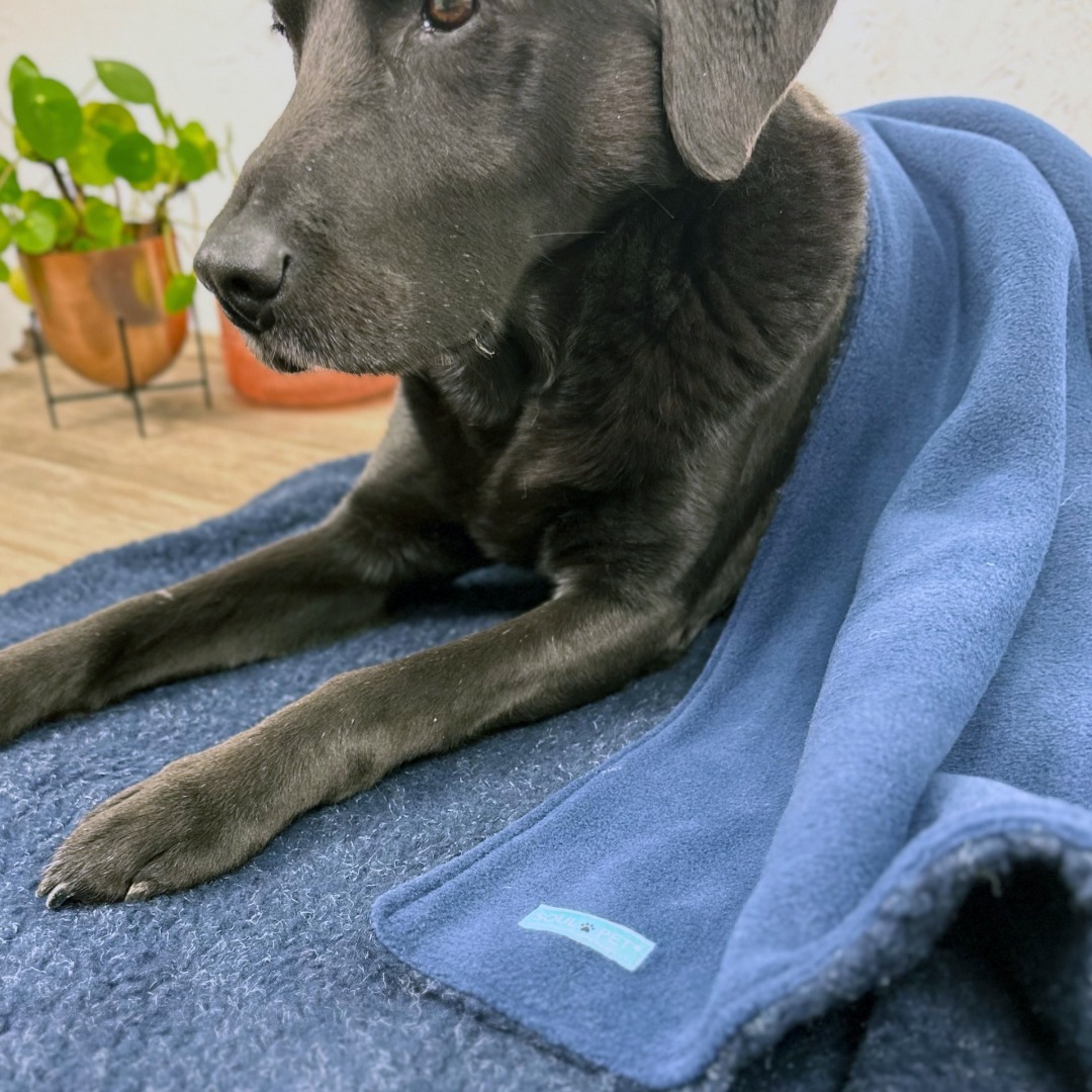 SoulPet Plush Country Navy Blue Fleece Dog Blanket with Sherpa Fleece Back in 3 sizes.