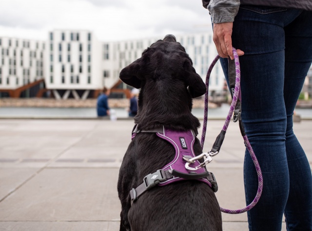 DOG Copenhagen Comfort Walk Pro Harness