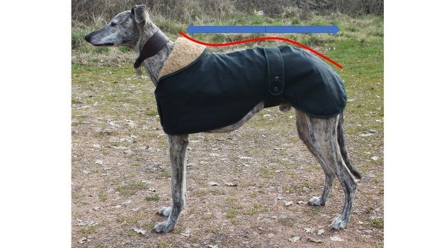 Cosipet whippet coat top