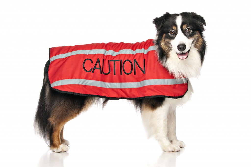 CAUTION DOG, Dog Coat. Dog awareness and Safety Coat, Red colour coded.