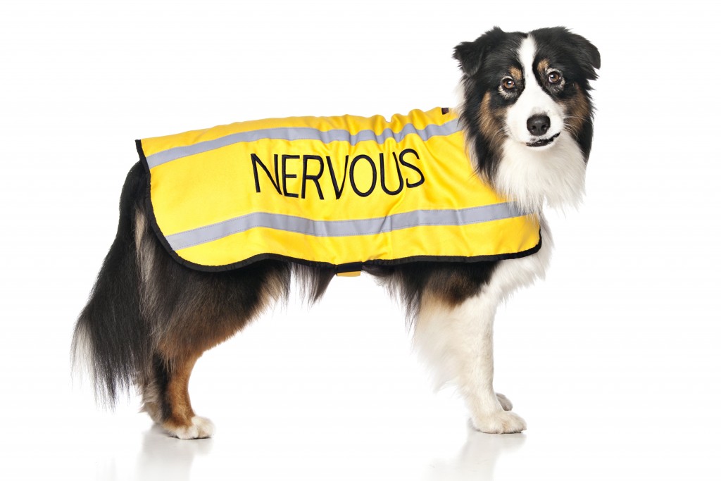 NERVOUS DOG, Dog Coat. Dog awareness and Safety Coat, Yellow colour coded.