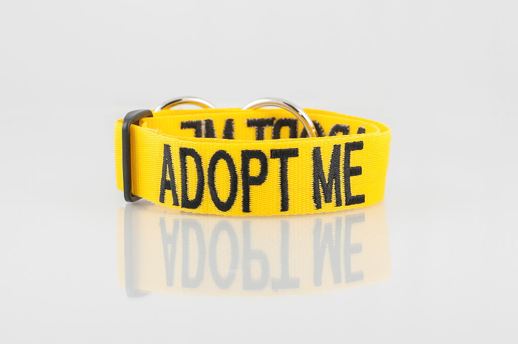 ADOPT ME DOG, Dog collar Semi Choke and Buckle Collars Yellow Colour Code