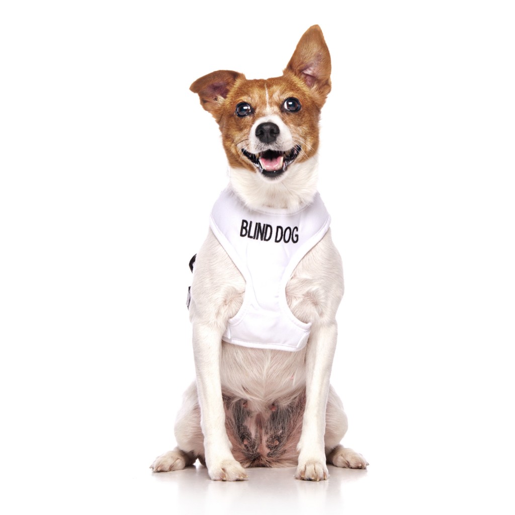 BLIND DOG, Dog Vest Harness White Colour Code