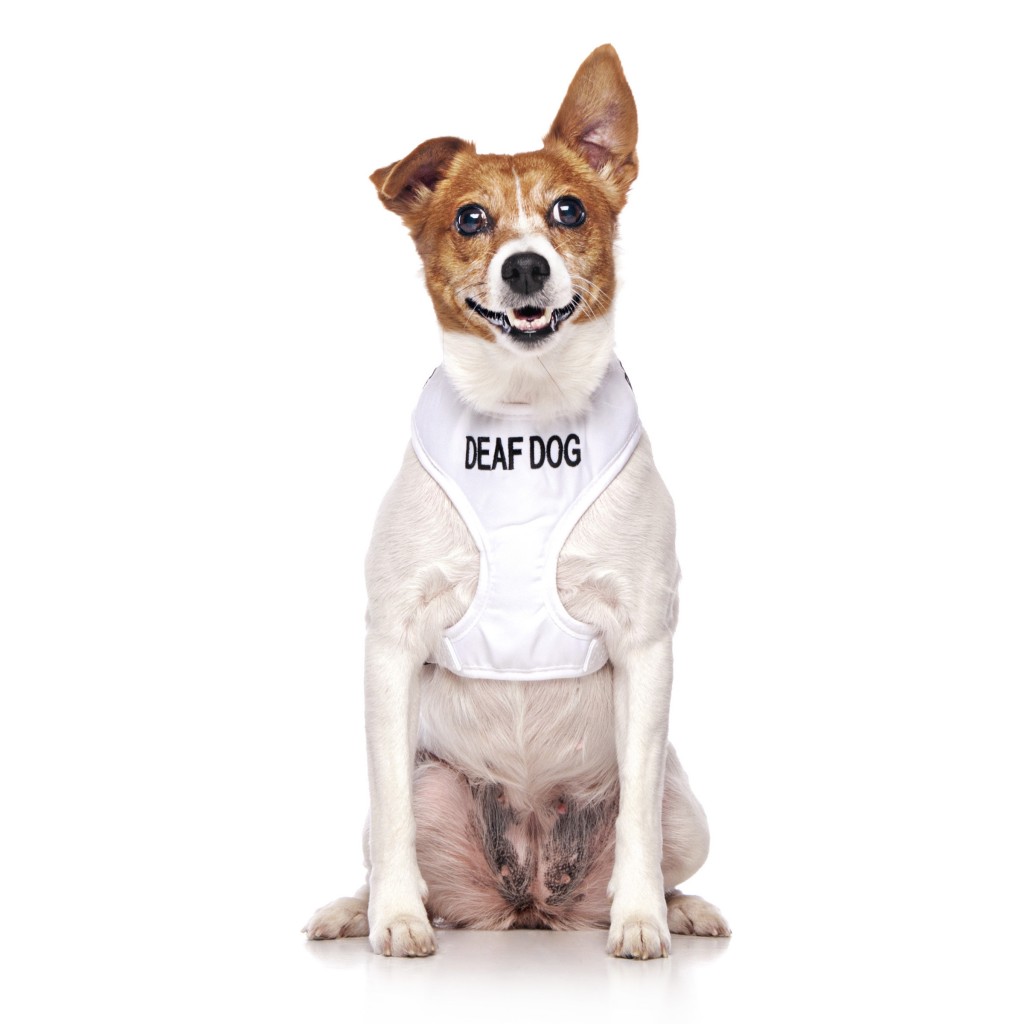 DEAF DOG, Dog Vest Harness White Colour Code