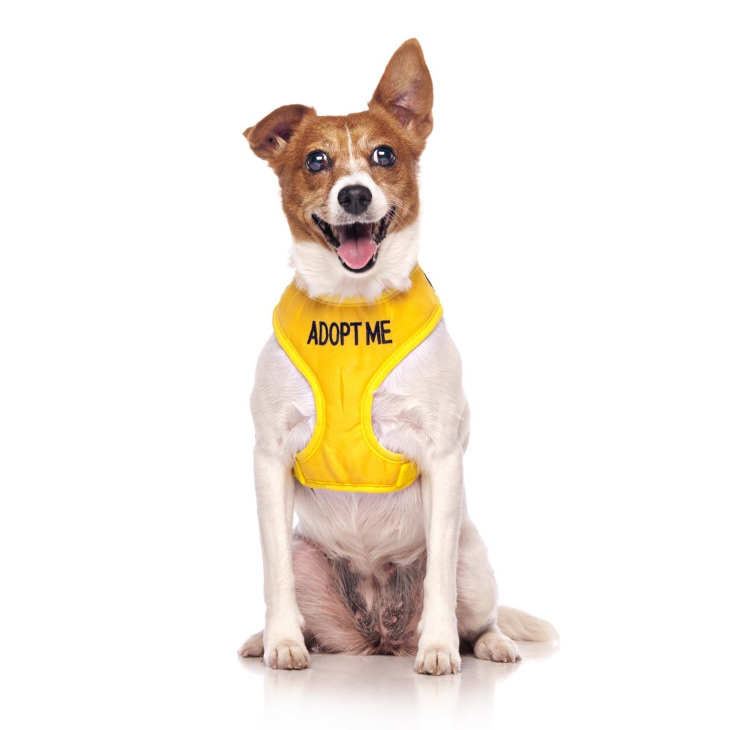 ADOPT ME DOG, Dog Vest Harness Yellow Colour Code