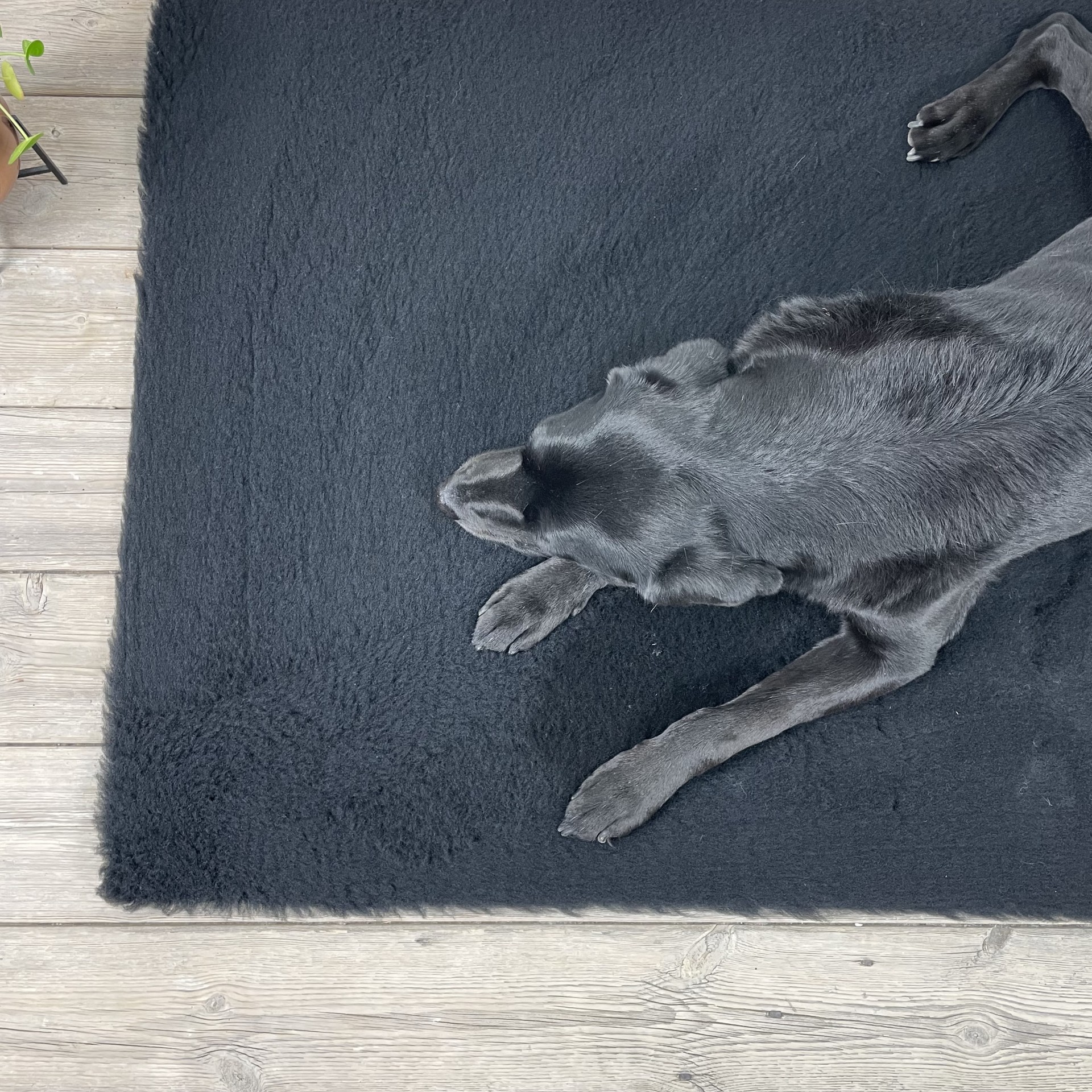 Black Traditional vet bedding,vet bed cut in squares or rolls Dog