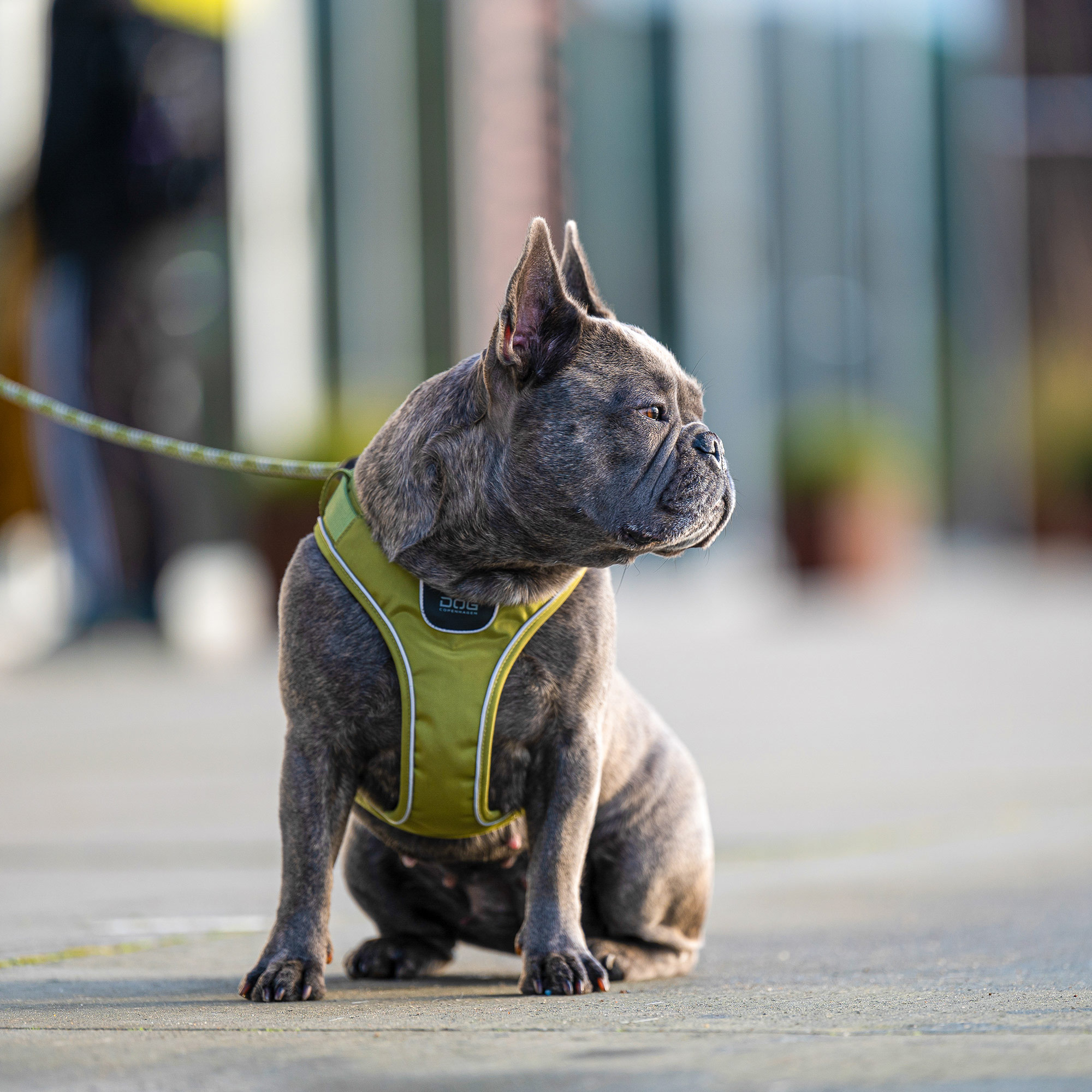 DOG COPENHAGEN Comfort Walk Go Harness