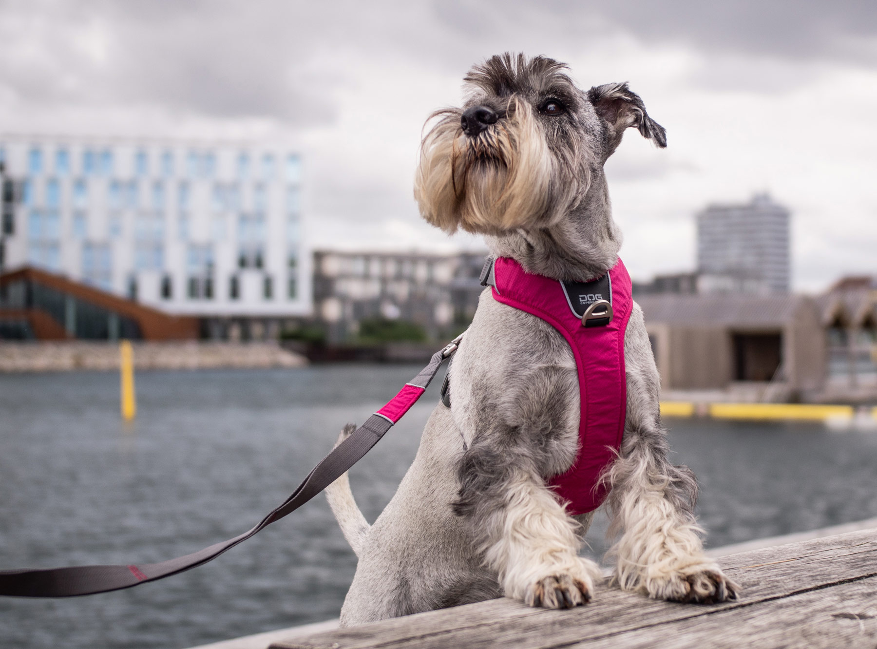 DOG Copenhagen Comfort Walk Pro Harness