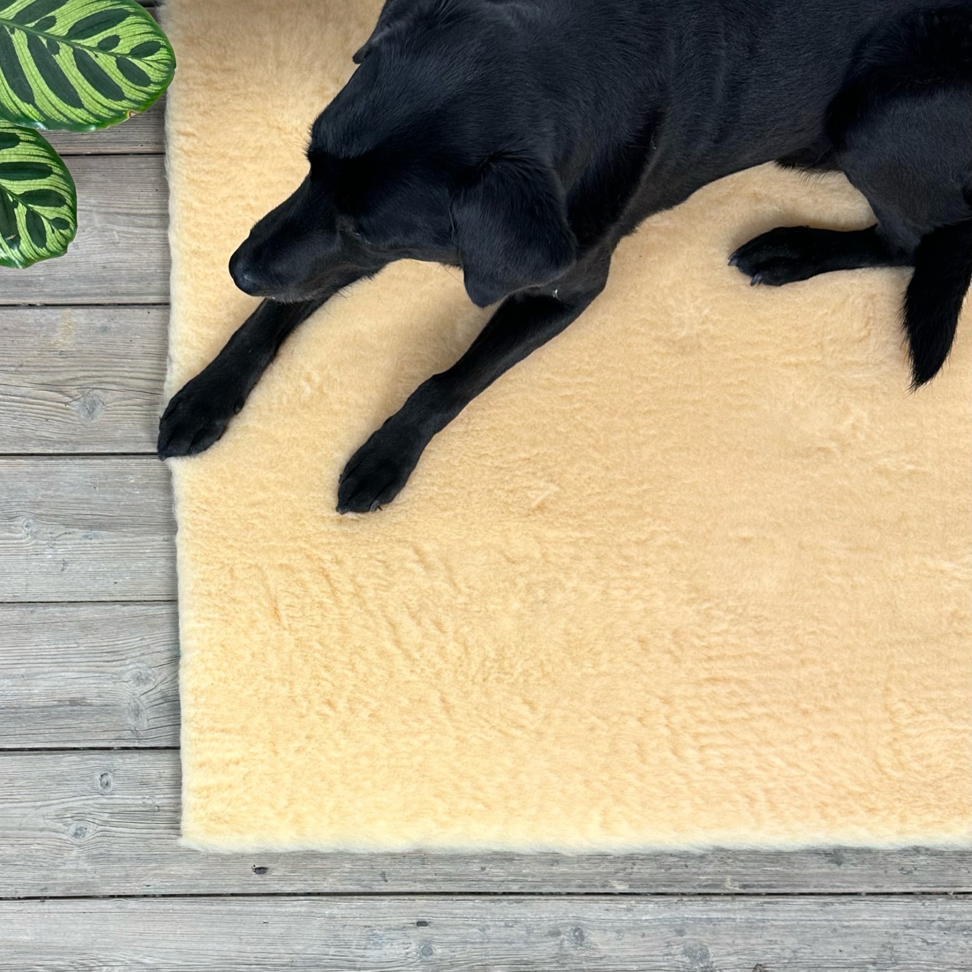 Cream Traditional vet bedding,vet bed cut in squares or rolls Dog