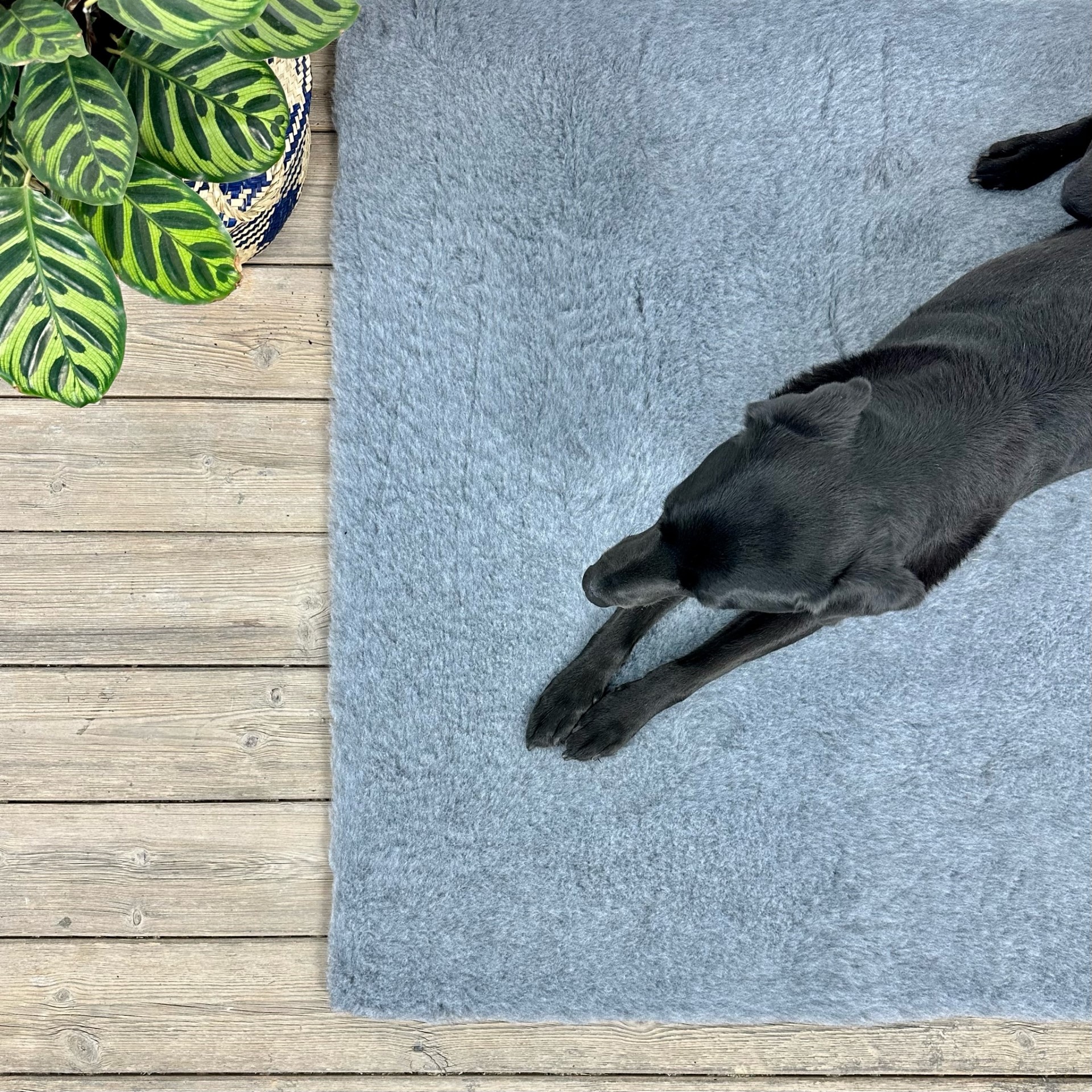 thumbnail interactive-video image 1 of VETFLEECE Greenback Whelping Mat – 60x40 White Fleece Dog Bed, Machine Washable 1 of 6