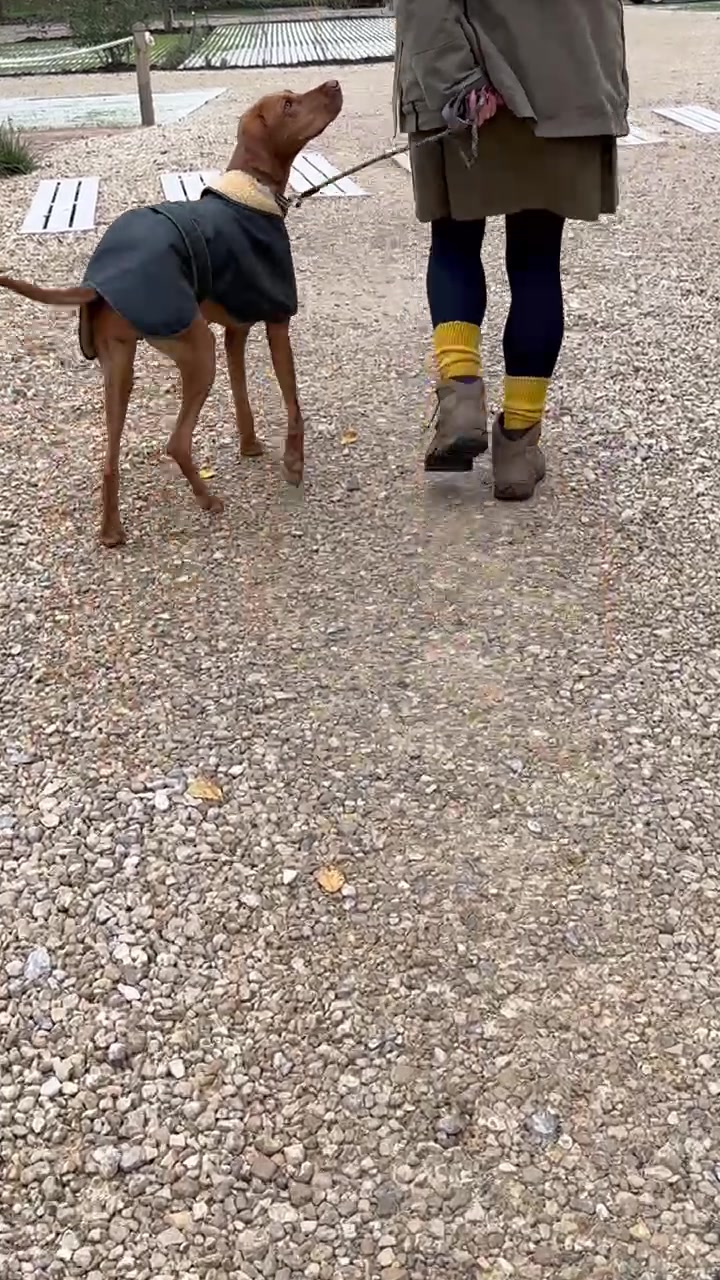 Water Windproof waxed cotton adjustable Greyhound Hunter DOg Coat