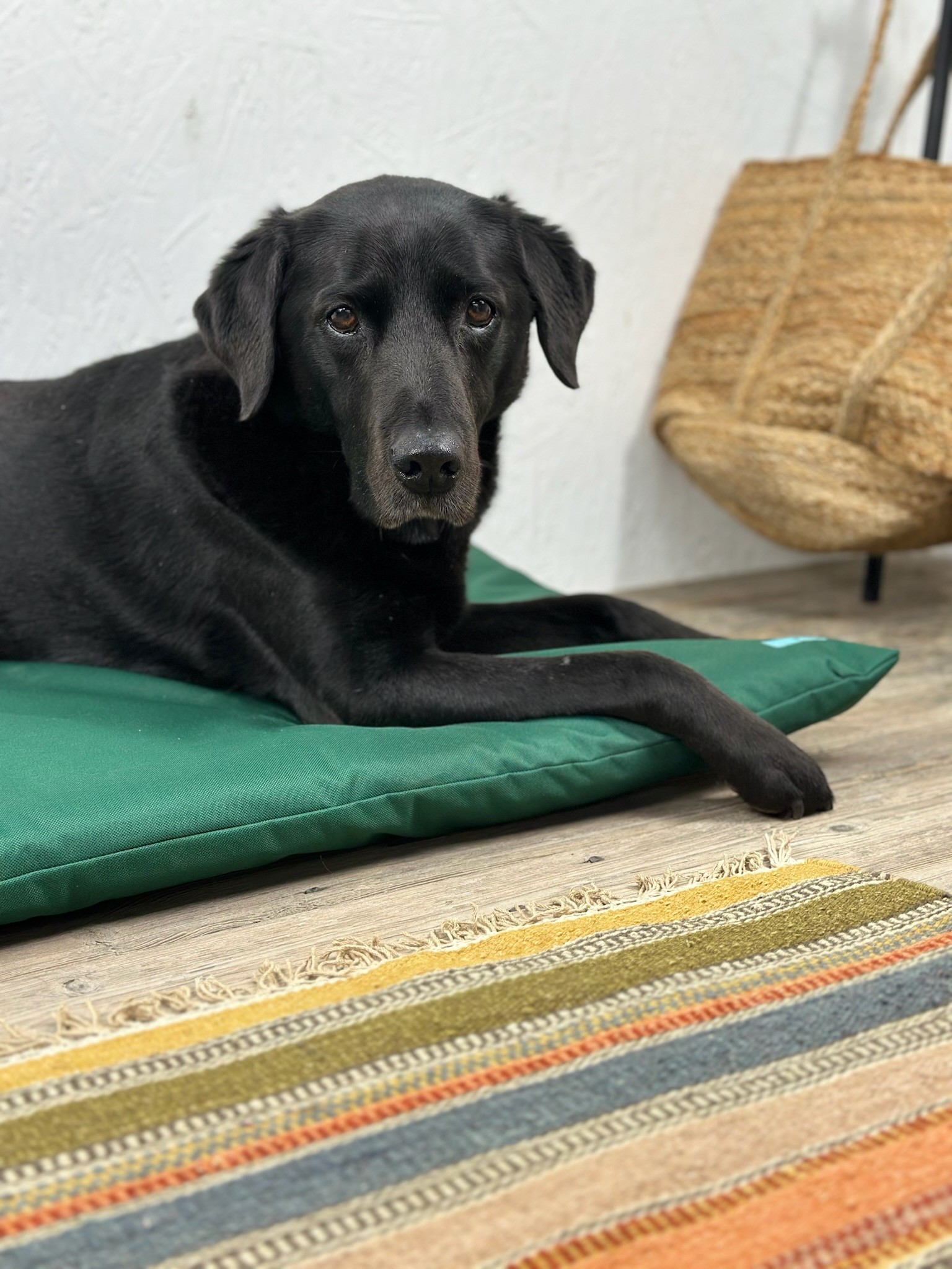 Curated Easy Cleaning Dog Crate Pads Gallery View 51