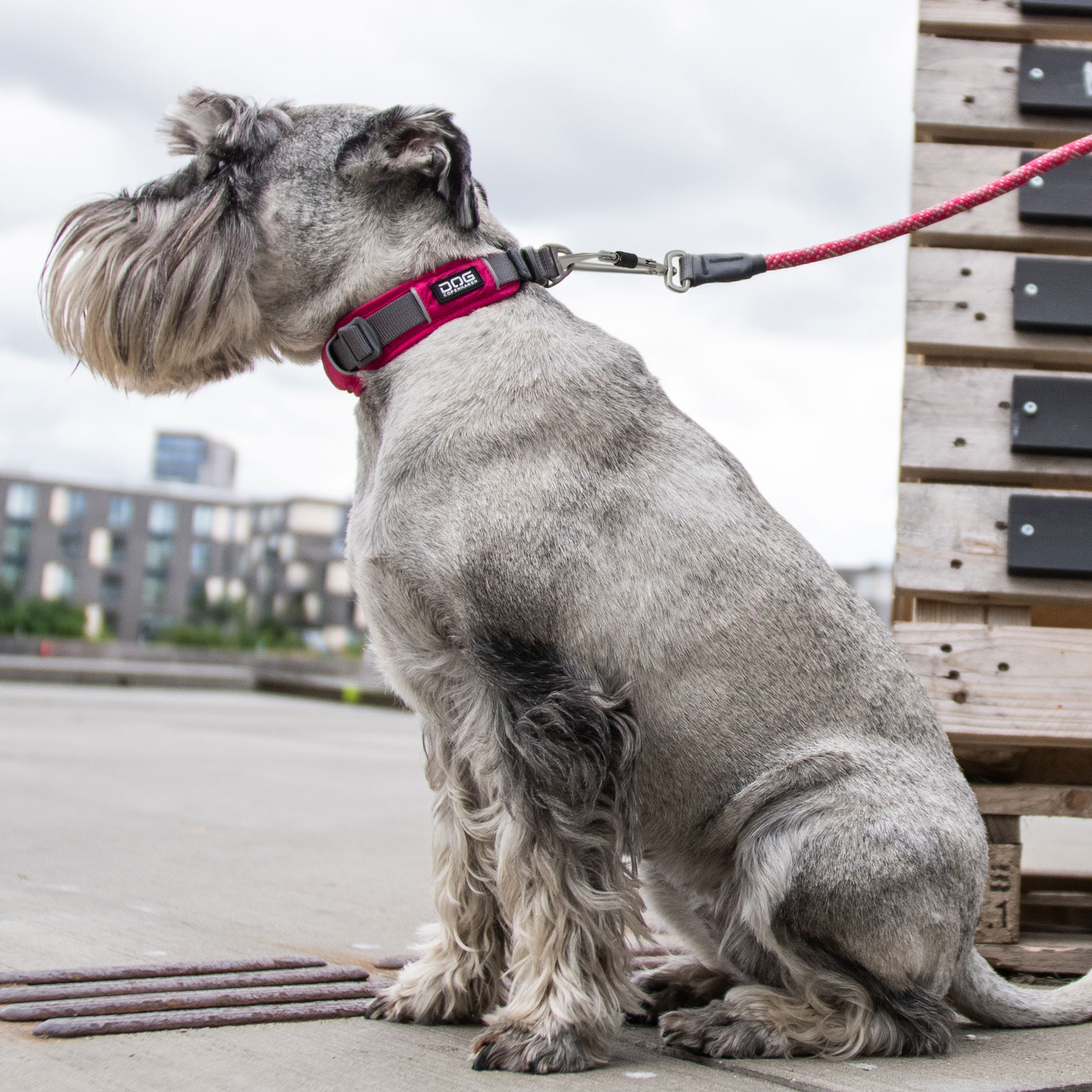 DOG Copenhagen Urban Explorer Collar
