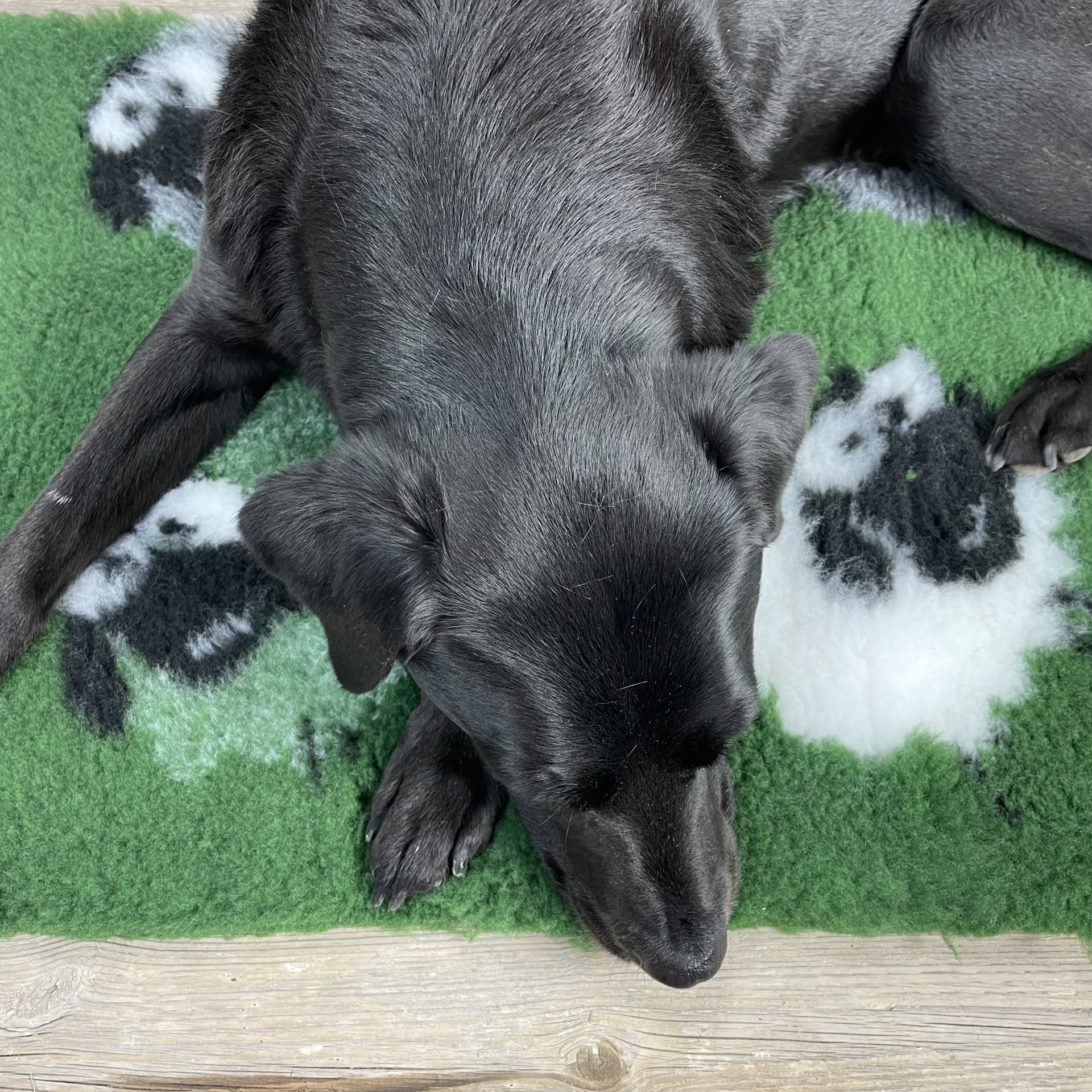 thumbnail image 2 of VETFLEECE Greenback Whelping Mat – 60x40 White Fleece Dog Bed, Machine Washable 2 of 6