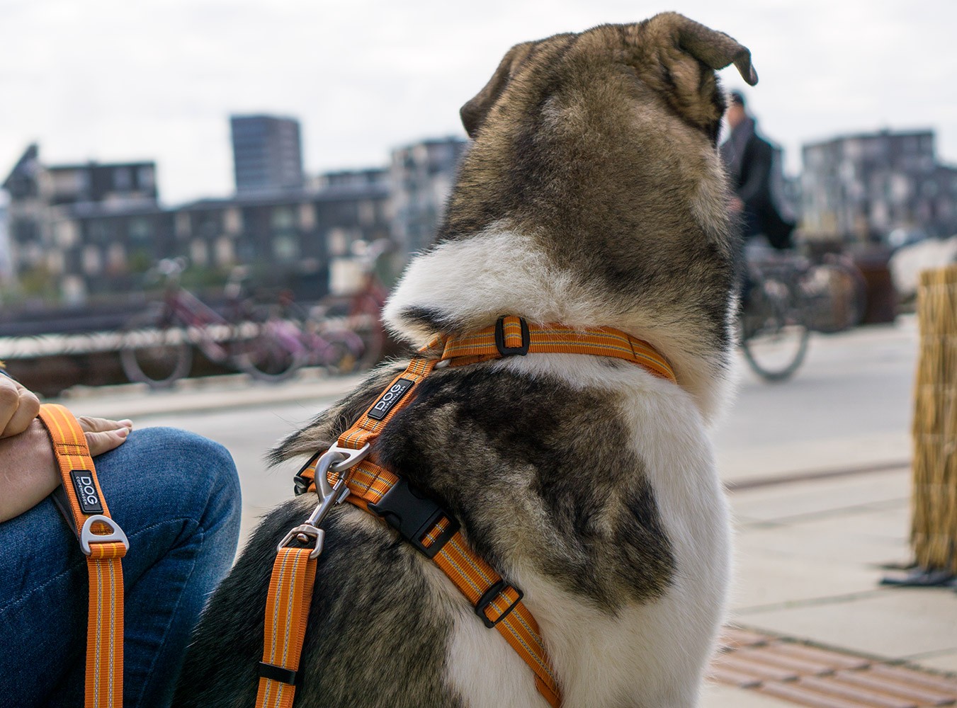 DOG Copenhagen Urban Explorer Dog Collar