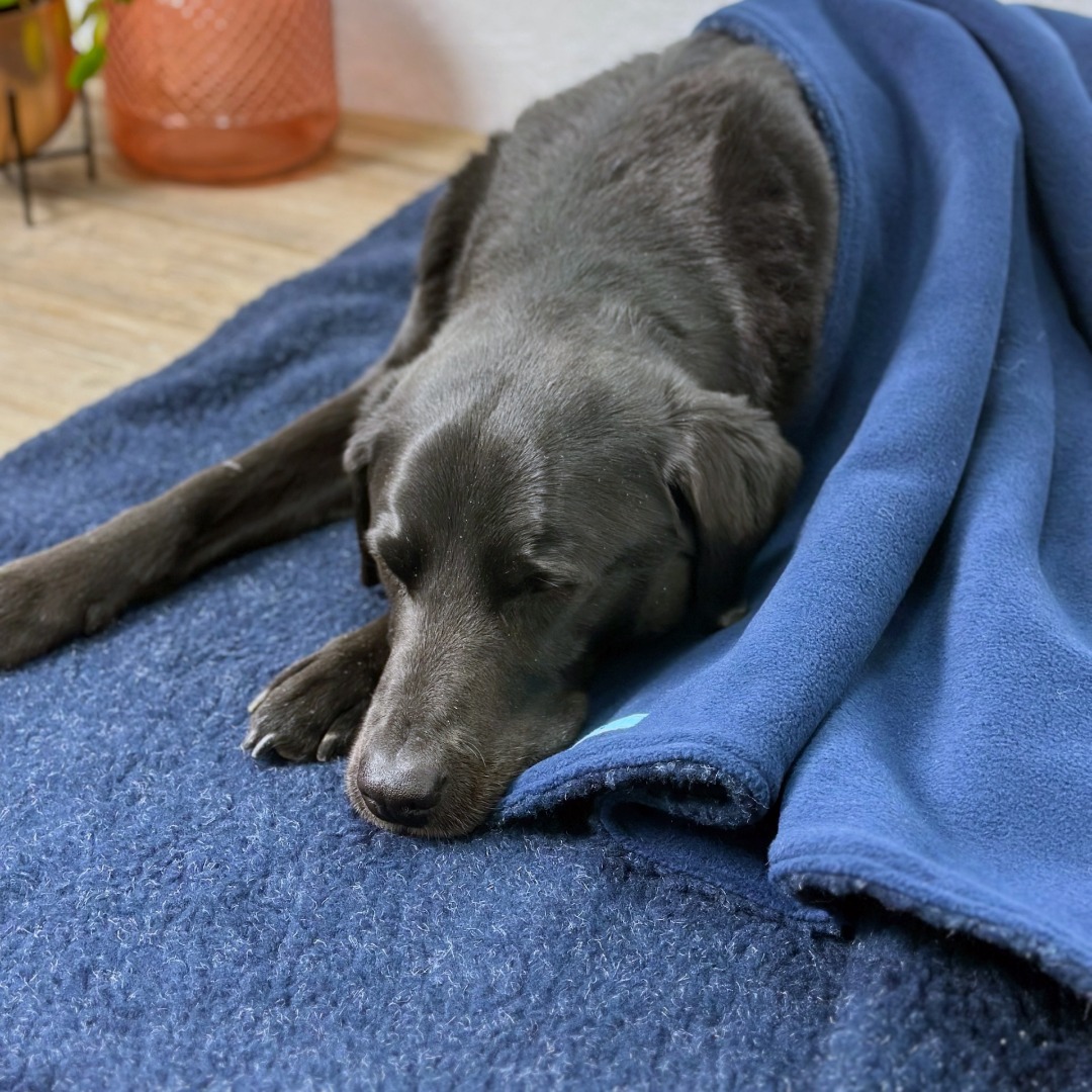 SoulPet Plush Country Navy Blue Fleece Dog Blanket with Sherpa Fleece Back in 3 sizes.