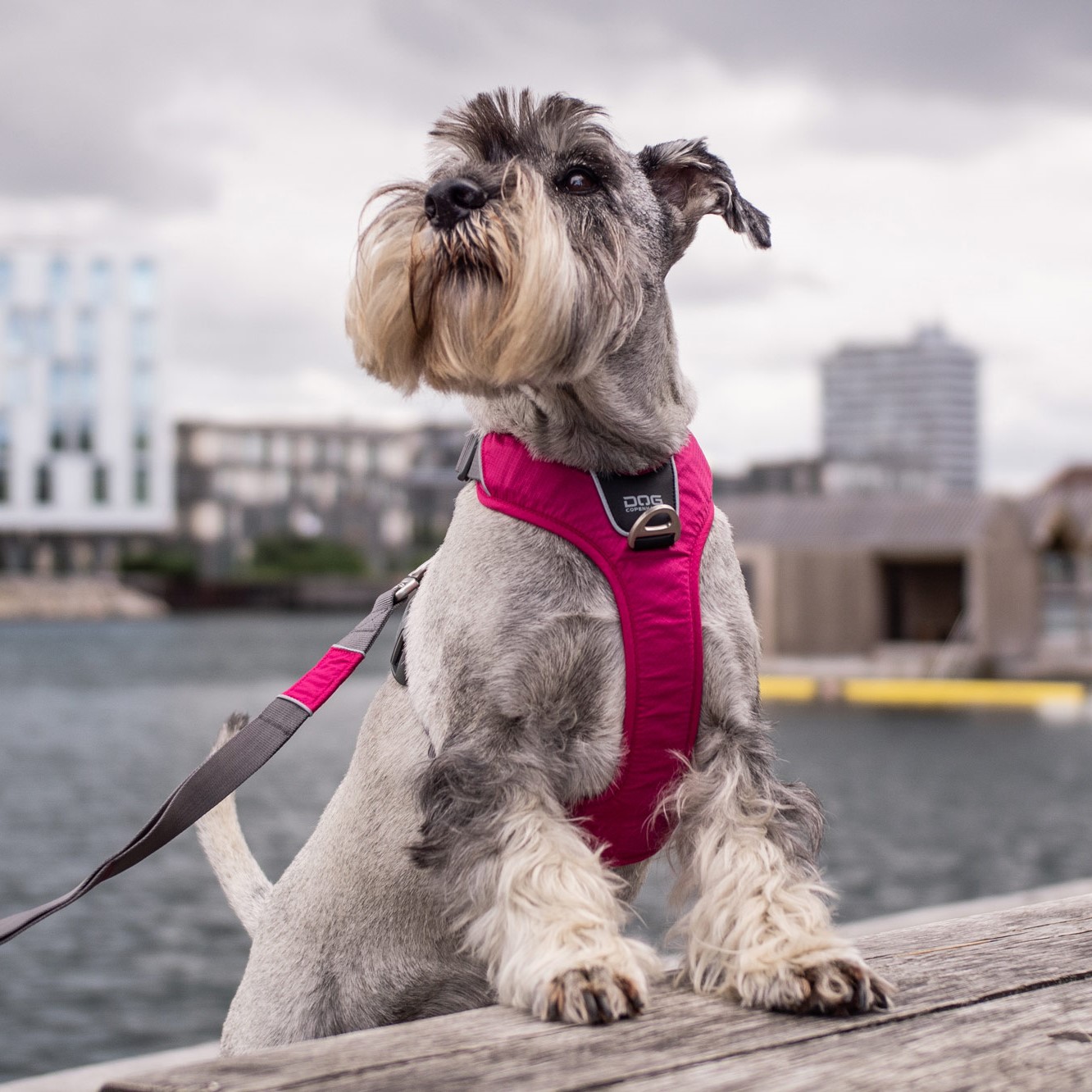 DOG Copenhagen Comfort Walk Pro Harness